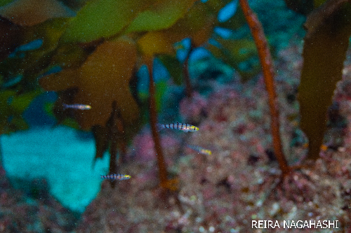 海藻と幼魚